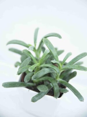 Curio repens (łac. Senecio serpens) BLUE
