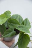 Philodendron scandens (łac. Filodendron pnący) (2)