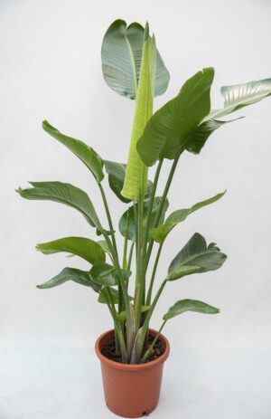 Strelicja biała (łac. Strelitzia nicolai) H160 P35