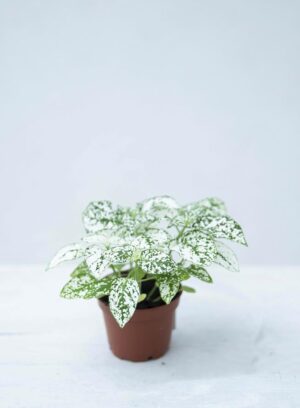 040-04888 HYPOESTES WIT-GROEN H10 P6 (1)