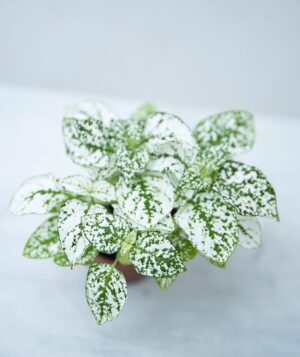 040-04888 HYPOESTES WIT-GROEN H10 P6