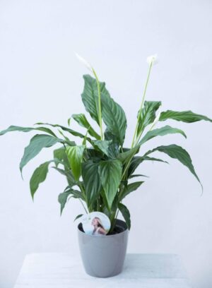 Skrzydłokwiat 'Sweet Chico' (łac. Spathiphyllum 'Sweet Chico')