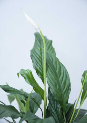 Skrzydłokwiat 'Sweet Chico' (łac. Spathiphyllum 'Sweet Chico') (1)