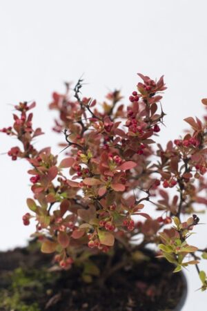 710-04695 Berberis th. 'Admiration' C1 (2)