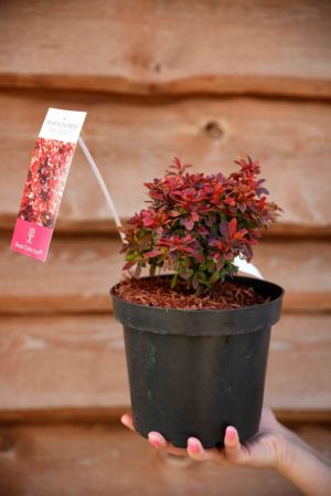 710-22521 Berberis thunbergii Admiration