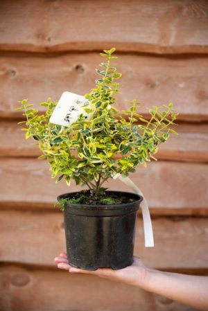 710-22535 Euonymus fortunei Emerald'n Gold