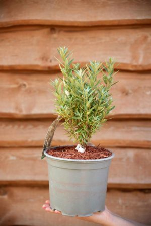 710-22541 Hippophae rhamoides Hikul