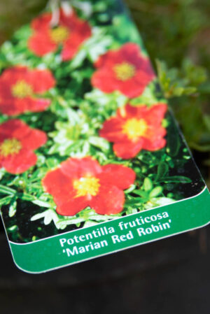 710-22546 Potentilla fruticosa Marian Red Robin (1)