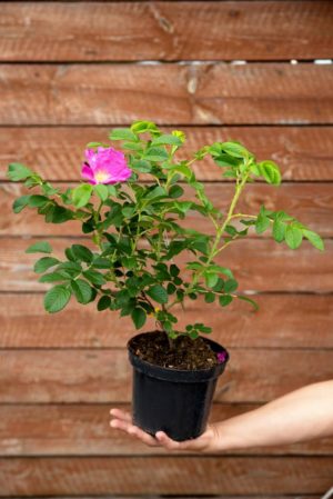 710-22553 Rosa rugosa