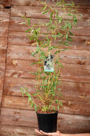 710-22557 Salix Erythroflexuosa