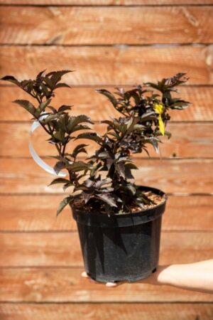 710-22558 Sambucus nigra Black Tower Eiffell