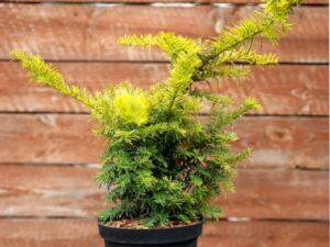 710-22562 Taxus baccata Summergold