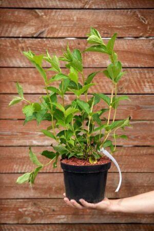 710-22571 Weigela florida Marjore