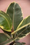 Fikus Sprężysty ‘Tineke’ (Ficus Elastica ‘Tineke’