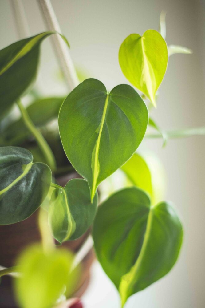Filodendron pncy 'Brasil' (Philodendron scandens 'Brasil') - TRACZ Centrum  Ogrodnicze