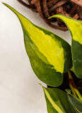 Filodendron-Pnący-‘Brasil’-Philodendron-Scandens-‘Brasil