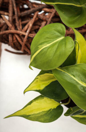Filodendron-Pnący-‘Brasil’-Philodendron-Scandens-‘Brasil