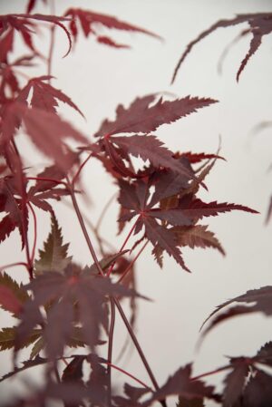 040-04042 Acer Palm Atropurpureum Red H60 P17