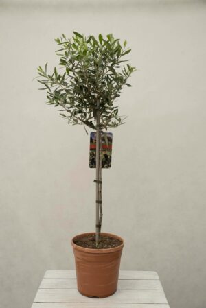 040-04066 OLEA EUROPAEA H100 P21