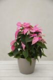040-04068 POINSETTIA PRINCE. HOT PINK H28 P12