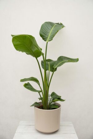 040-04070 STRELITZIA NICOLAI H90 P19