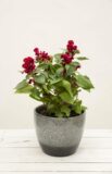 040-04778 CELOSIA TWISTED STRAWBERRY RED H35 P14