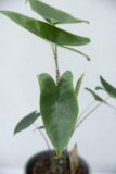Alokazja pasiasta (łac. Alocasia zebrina) H55 P14
