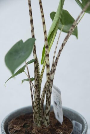Alokazja pasiasta (łac. Alocasia zebrina) H55 P14
