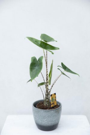 Alokazja pasiasta (łac. Alocasia zebrina) H55 P14