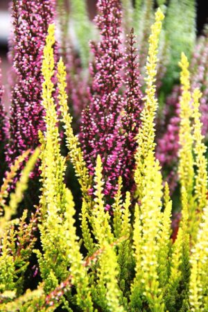 Wrzos pospolity calluna vulgaris