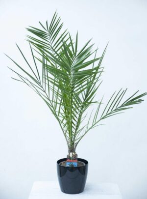 040-02284 PHOENIX CANARIENSIS daktylowiec kanadyjski