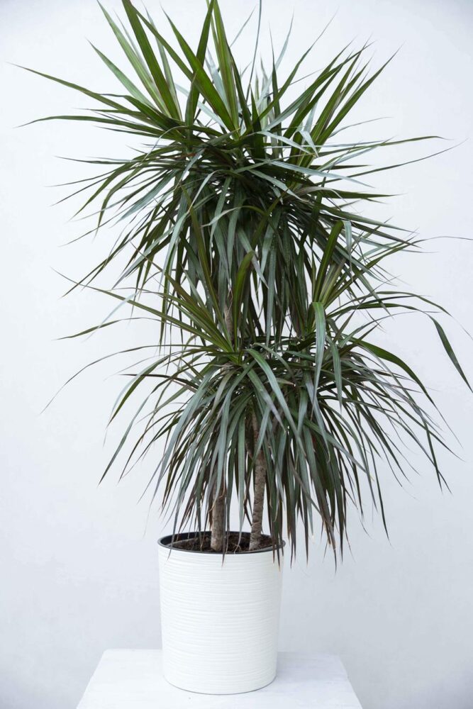 Dracena (ac. Dracaena)