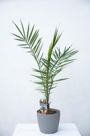 Daktylowiec Kanaryjski (łac. Phoenix Canariensis) Palma królewska