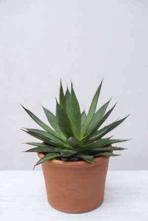 Agawa 'Shaka Zulu' (łac. Agave Shaka Zulu)