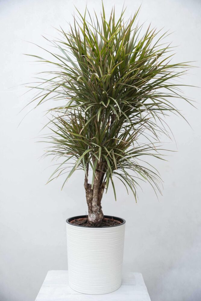 glücksfeder kaufen obi Glücksfeder (Zamioculcas) main image 0