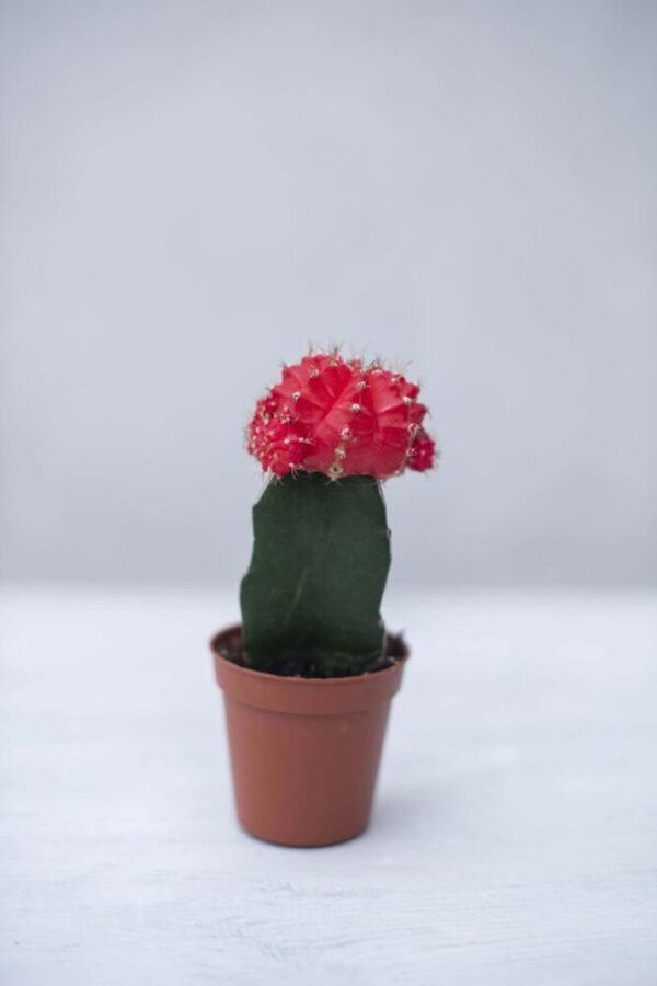 Kaktus 'Japan Red' (łac Gymnocalycium Michanovichii 'Japan Red')