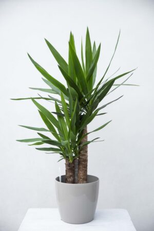 Juka gwatemalska (łac. Yucca elephantipes) Jukka