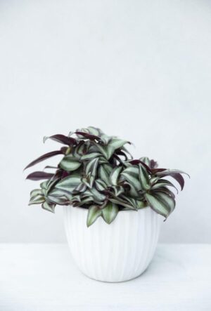 Trzykrotka 'Pink Joy' (łac. Tradescantia albiflora ‘Pink Joy