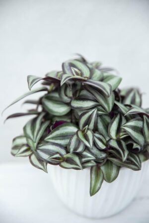 Trzykrotka 'Pink Joy' (łac. Tradescantia albiflora ‘Pink Joy’)