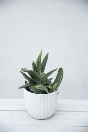 Aloes Flow Gasteria (Aloe Gasteria Flow) H10 P508