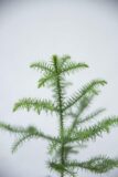 Araukaria Wyniosła (łac. Araucaria Heterophylla) H25 P10 (2)