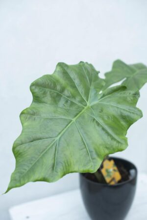 Alokazja 'Portodora' (łac. Alocasia 'Portodora')