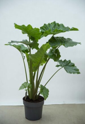 Alokazja 'Portodora' (łac. Alocasia 'Portodora')