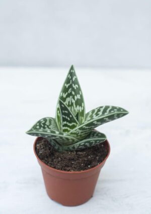 040-04842 ALOE VARIEGATA H15 P8