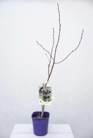 Aronia śliwolistna 'Aron' (łac. Aronia prunifolia 'Aron')