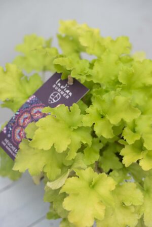Żurawka 'Lime Marmalade' (łac. Heuchera 'Lime Marmalade')