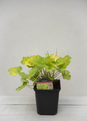 Żurawka Little Cutie 'Blondie in Lime' (łac. Heuchera Little Cutie 'Blondie in Lime')