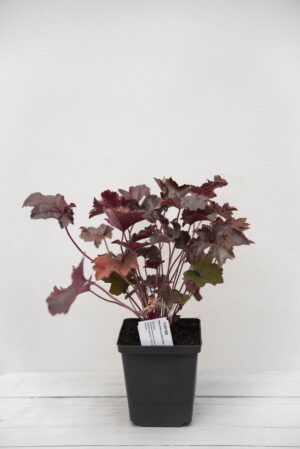 Żurawka amerykańska 'Palace Purple' (łac. Heuchera americana 'Palace Purple')
