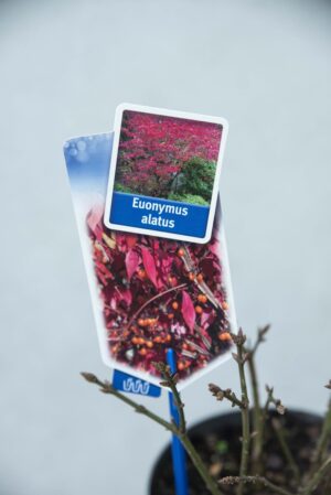 Trzmielina oskrzydlona Euonymus alatus H30 P17