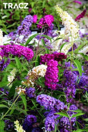 Buddleja tricolor budleja trzykolorowa Buddleja Dawida 'Tricolor' (łac. Buddleja davidii 'Tricolor') Budleja Trójkolorowa